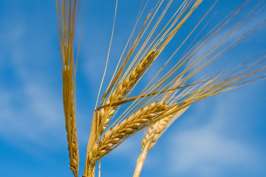 close-up barley spikelets on blue sky background