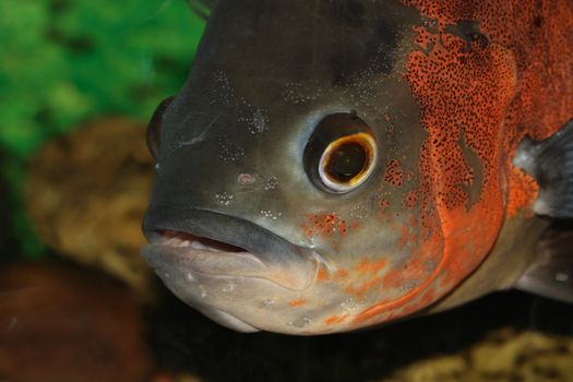 Extreme closeup of big aquarian fish muzzle inside aquarium