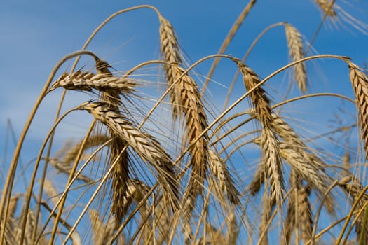 close-up wheat on blue sky background