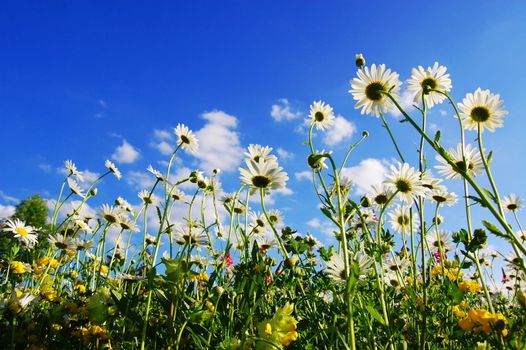 daisy flowers in summer from below with blue sky