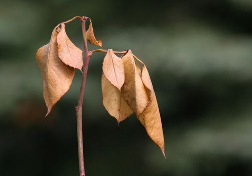 Dehydrated yellow autumn leaf wilting.