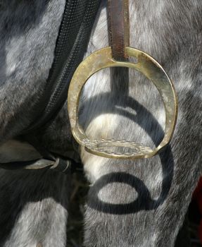 A gray horse brass stirrups.