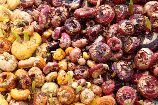 gladiolus flowers bulbs different colours