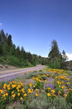 A scenic mountain road curves through fields of wildflowers near the Grand Tetons.