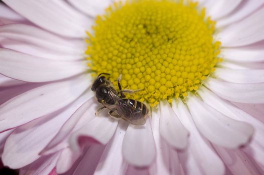 macro on a small daisy and a small sleepy bee, early march