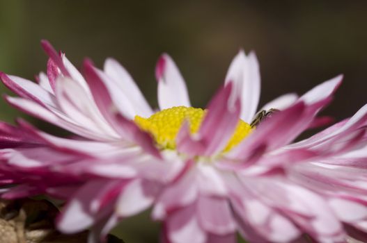 ants eye view on a small pink daisy and a furry surprise, first days of spring