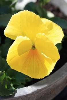 A big yellow pansy in spring sunlight