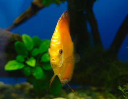 Orange discus fish in tank (close-up photo)