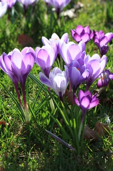 A group of pink crocuses in the spring sun