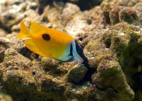 colorful tropical fish on a reef (this photo was maked in aquarium)