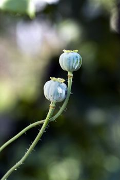 tow poppy head