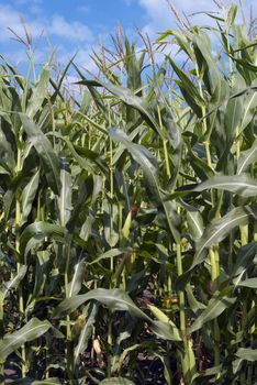 corn in field on the blue sky