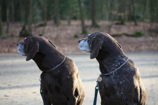 two senior german shorthaired pointers, checking what�s happening behind