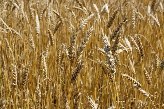 Riped wheat background