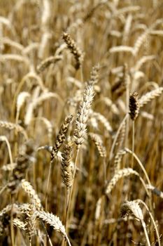 Riped wheat background