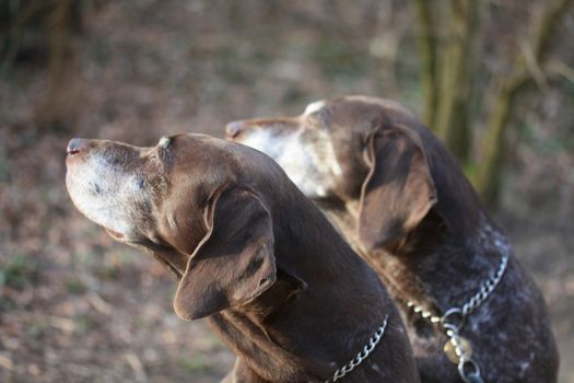 two senior german shorthaired pointers, checking what�s happening behind
