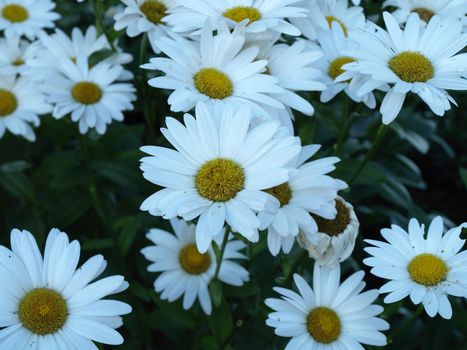 Background image of Daisies growing in a garden in the early summer.