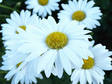 Background image of Daisies growing in a garden in the early summer.