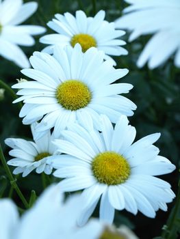 Background image of Daisies growing in a garden in the early summer.