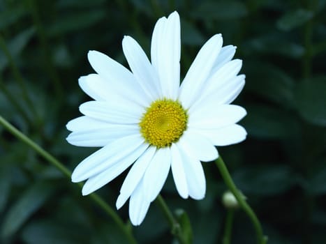 Single Daisy isolated against a background of dark green leaves.