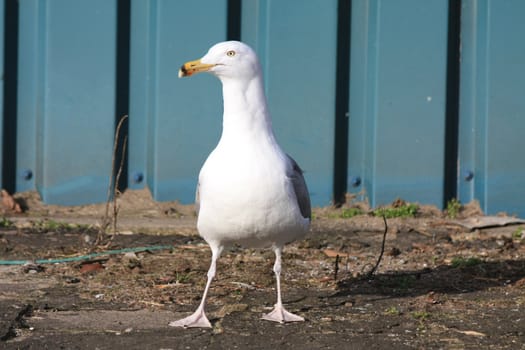 A grey and white  seagull standing on the pavement