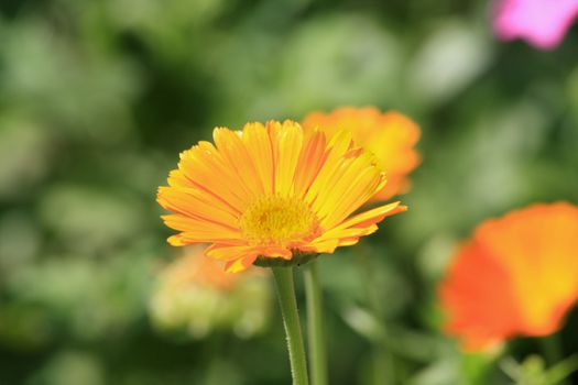 Close up of the calendula officinalis