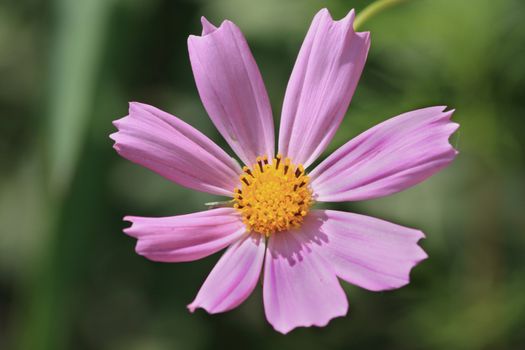 Close up of the pretty pink cosmos flower