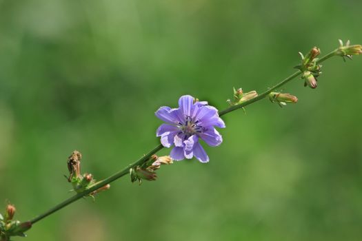 Close up of the dainty chicory blossom.