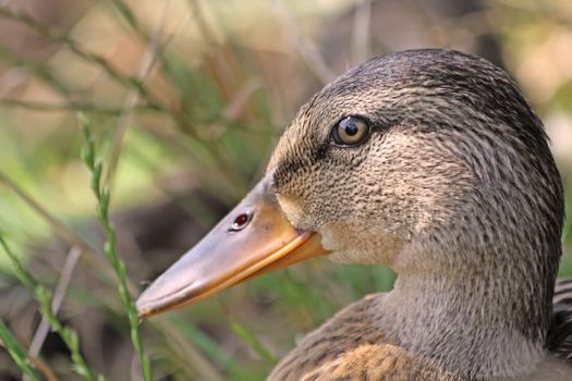 Close up of the duck's head