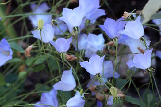 Close up of the dainty bluebells. Background.