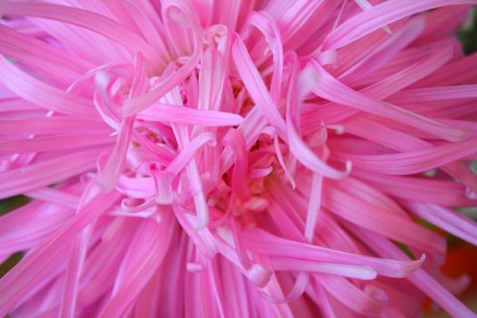Close up of the pink aster petals