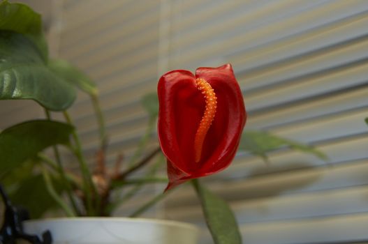 Close up red anthurium shot on blured bacground