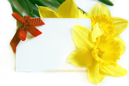 blank note with yellow narcissus as greeting