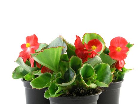 flower of a begonia isolated on a white background