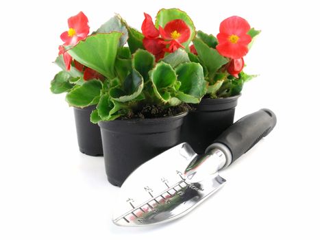 flower of a begonia isolated on a white background