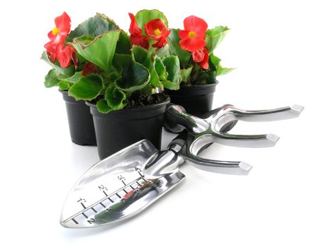 flower of a begonia isolated on a white background