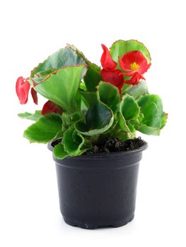 flower of a begonia isolated on a white background