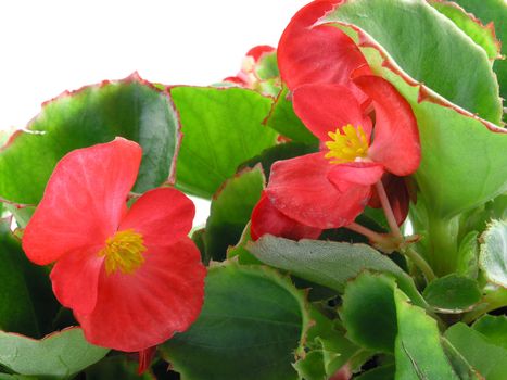 flower of a begonia isolated on a white background