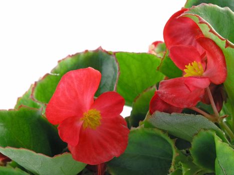 flower of a begonia isolated on a white background