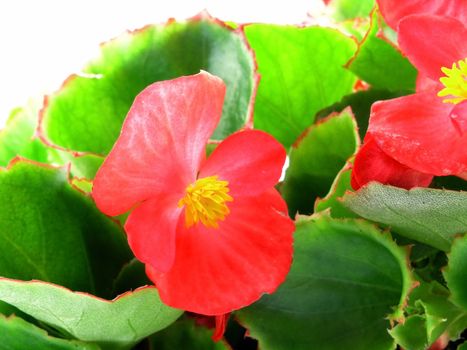 flower of a begonia isolated on a white background