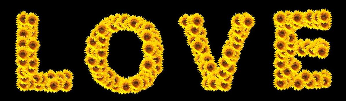 word love with sunflower flowers showing valentines day concept