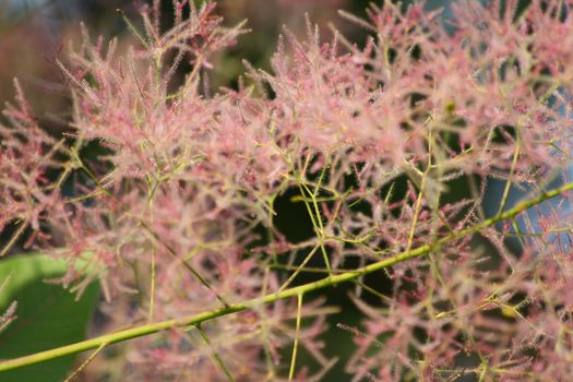 Close up of the pink fluffy flowers.