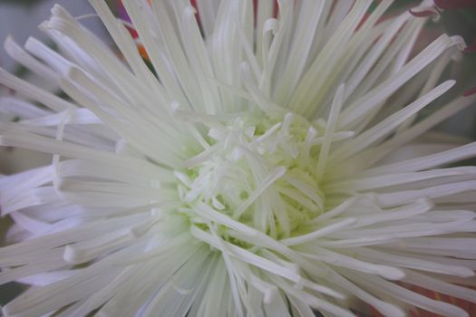 Close up of the white aster petals