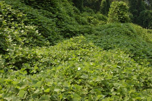 Kudzu the scourge of the southern United States