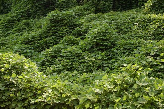 Kudzu vines the scourge of the southern United States