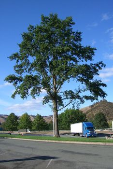 A truck rests under a tree at an isolated truckstop.