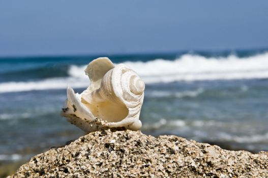 Broken sink, shells on the rocks near the sea