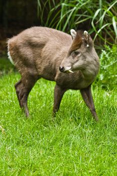 The small tufted Deer lives retiring in the woods of Birma and China