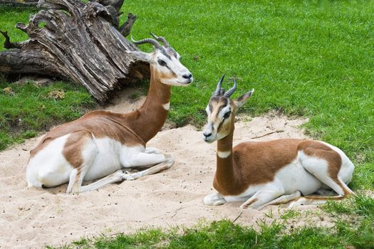 Mhorr Gazelle, Africa, resting on sand