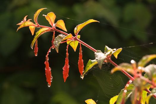 Small red bells on Fuchsia,Magelanica with dewdrops and spiderweb